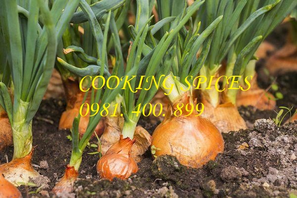 Bột Hành Tây ( Onion Powder ) Hũ dùng tiện lợi