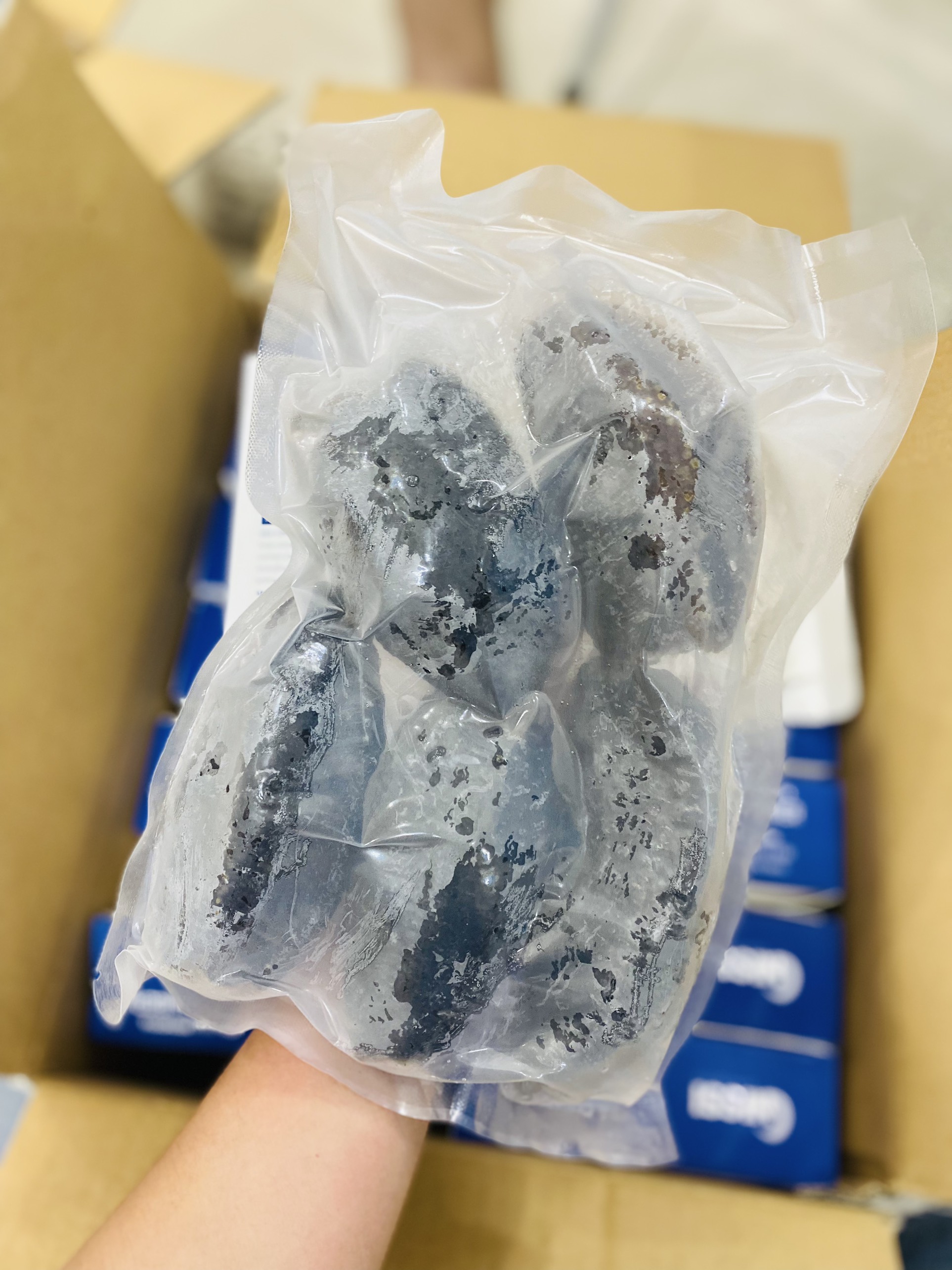 [GIAO NHANH 2H HCM] Giá Sỉ 1Kg Hải Sâm Canada (NISSI)