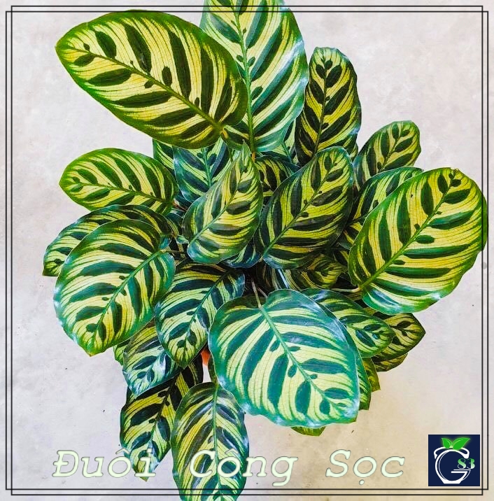 Cây Đuôi Công Sọc