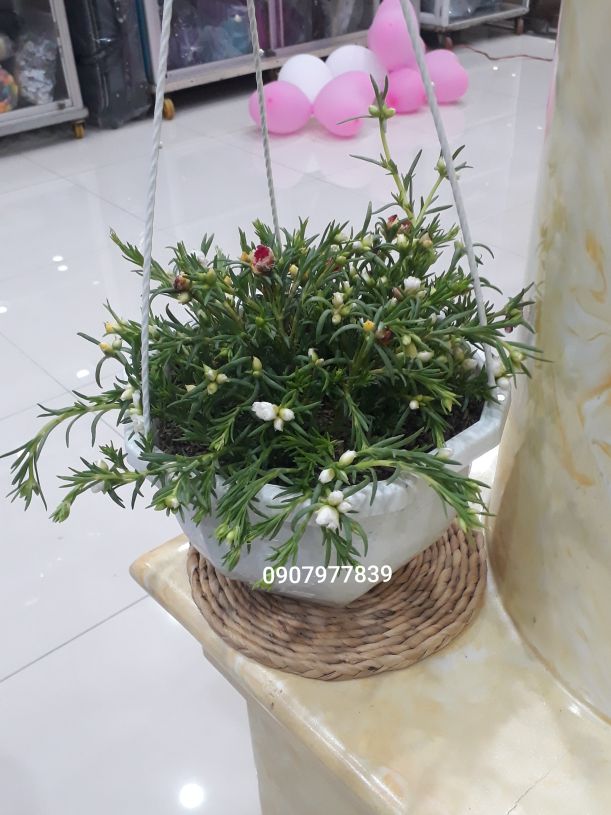 Dây Lục Bình Bính Đắp Đa Năng 10m, 24m ( SỈ TOÀN QUỐC)