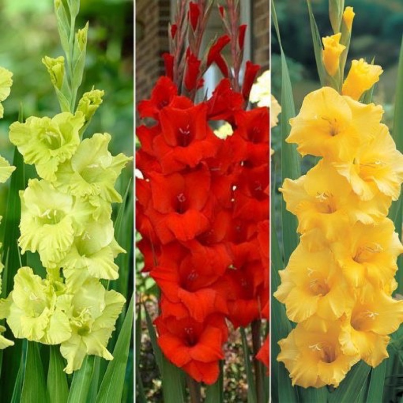 Củ hoa lay ơn ( củ hoa dơn) Hà Lan, đã được xử lý nấm