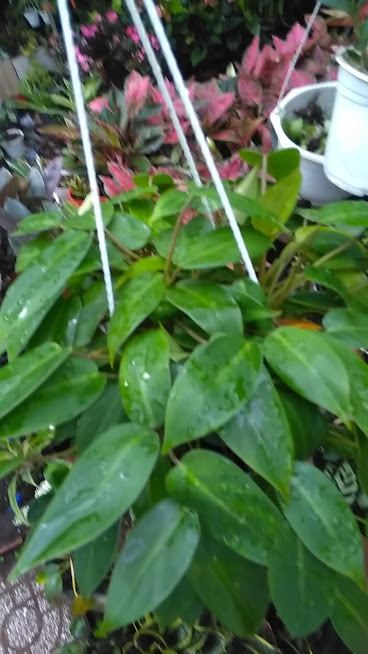 Cây trầu tỷ phú - Trầu bà tỷ phú