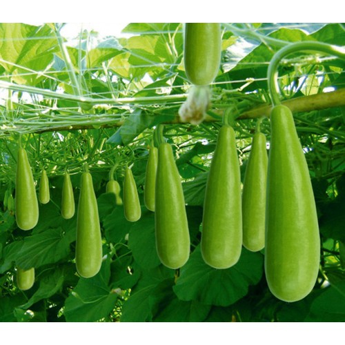 Hạt giống bầu xị F1 - gói 10 hạt
