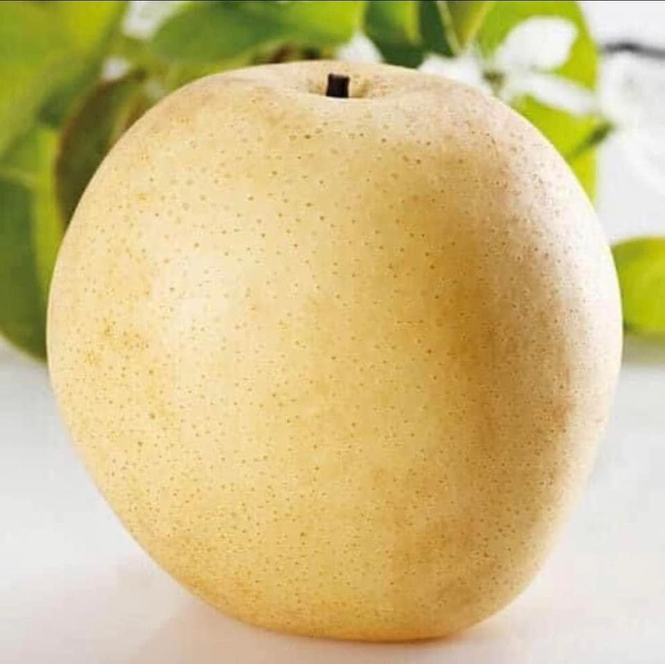 Cây Giống Lê Vàng Tứ Quý