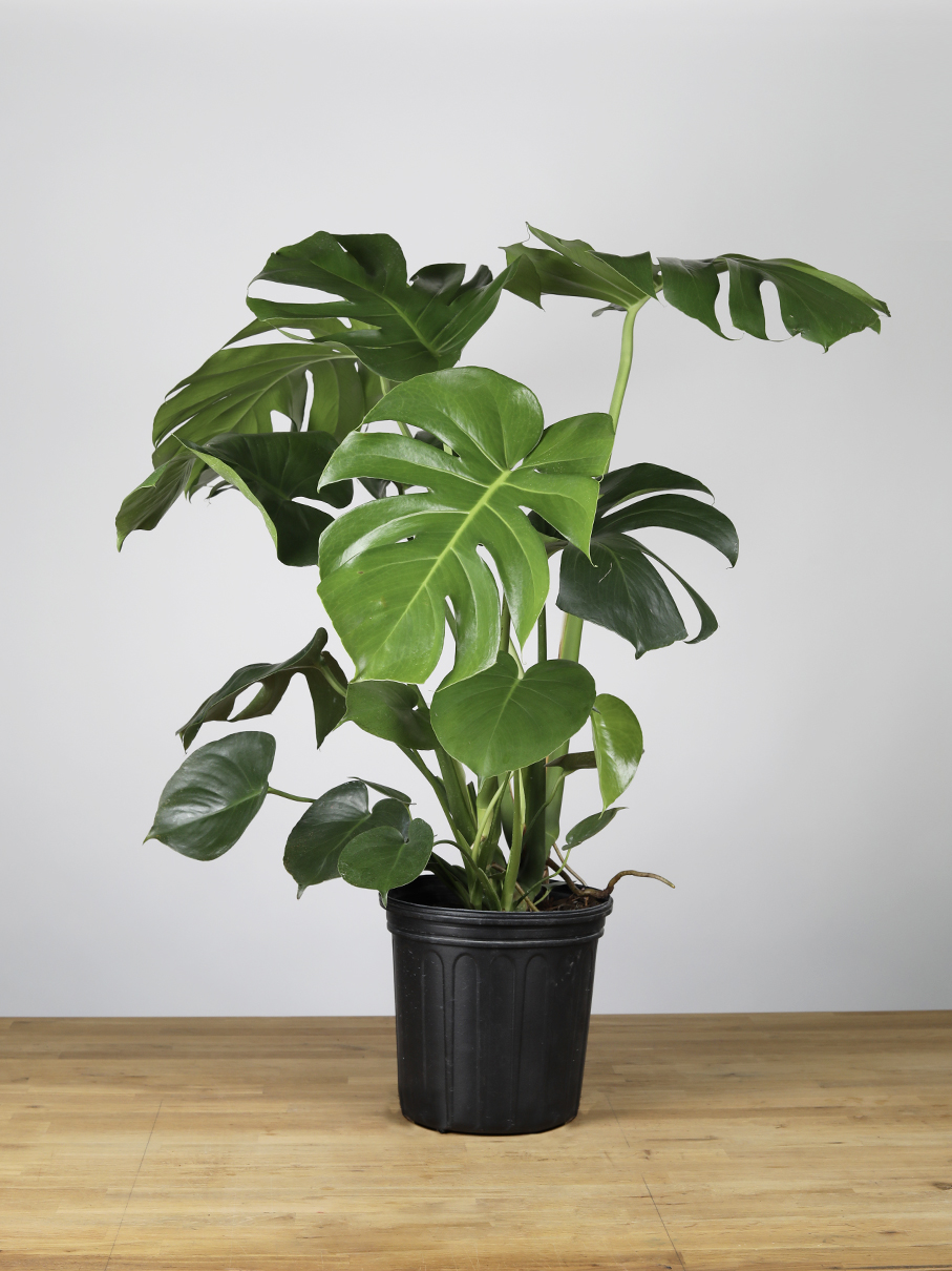 Monstera Deliciosa Plant Swiss Cheese Live Plant - Fresh Gardening Indoor  Plant Outdoor Plants for Home Garden Fresh Live Plant | Lazada Singapore