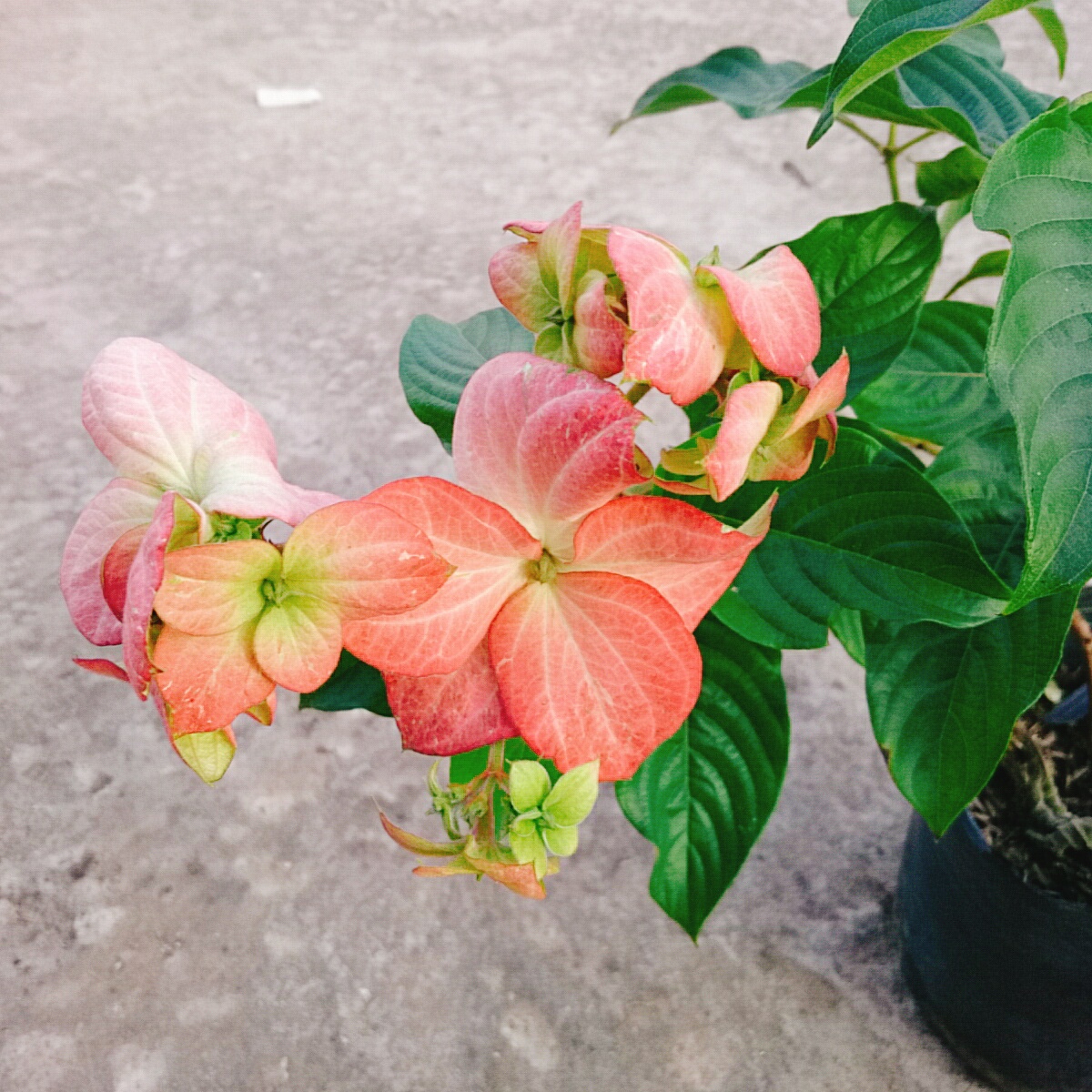 Cây Bướm Hồng - cây cảnh trong nhà