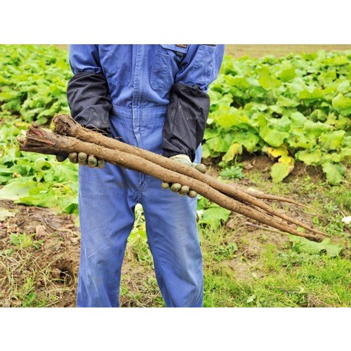 Hạt giống ngưu bàng củ dài thu muộn,ngưu bàng củ ngắn 35cm,ngưu bàng củ dài thịt chắc thu sớm