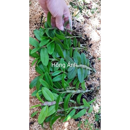 Lan giả hạc phi điệp (cây kie) - hoa thơm,sai hoa, dễ sống