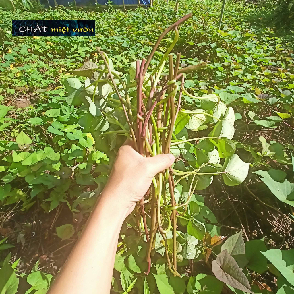 Dây khoai lang giống siêu củ (cây giống xanh/đỏ dài ~35cm)