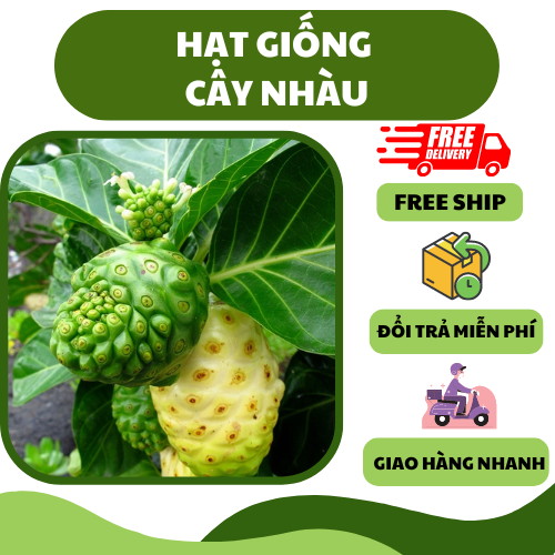 Hạt giống cây nhàu - dược liệu, nhiều công dụng tốt