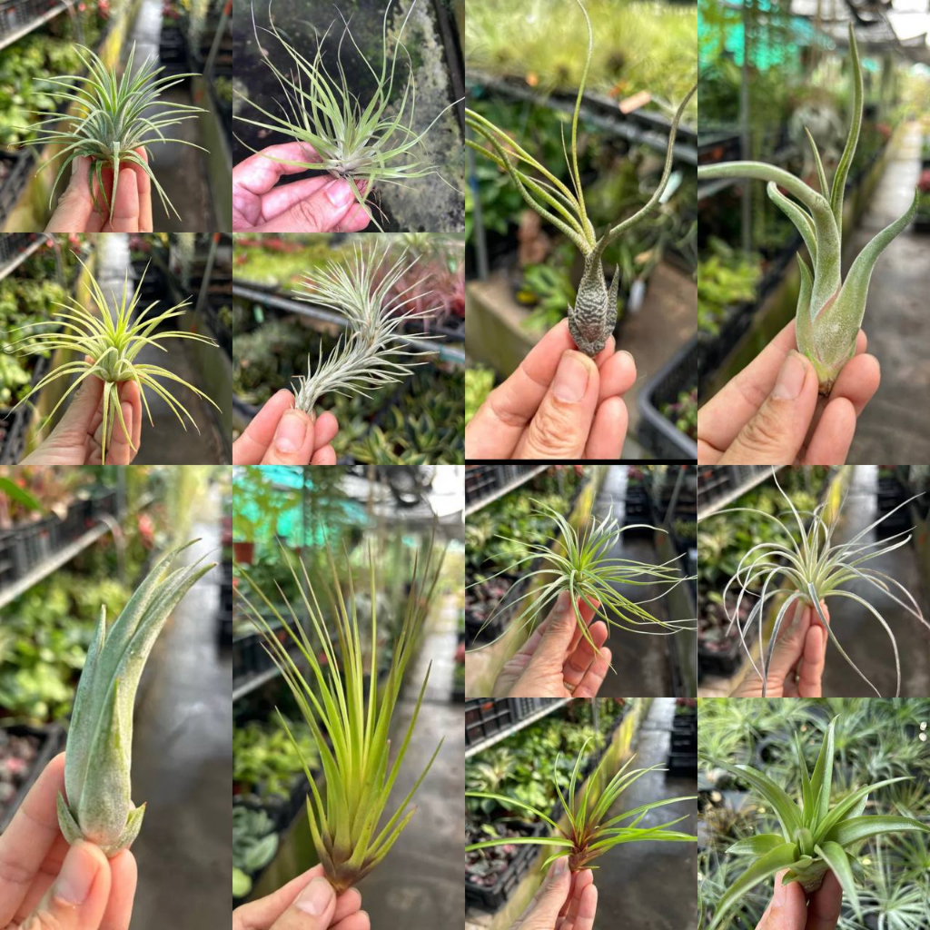 Airplant] Common Air plants (Random) 3 for $10, 7 for $20, 25 for