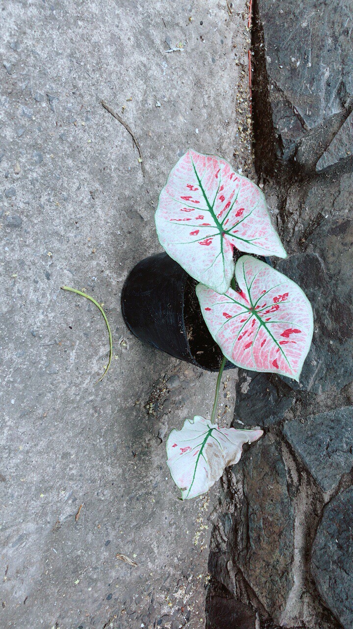 Cây Môn Trắng Kiểng