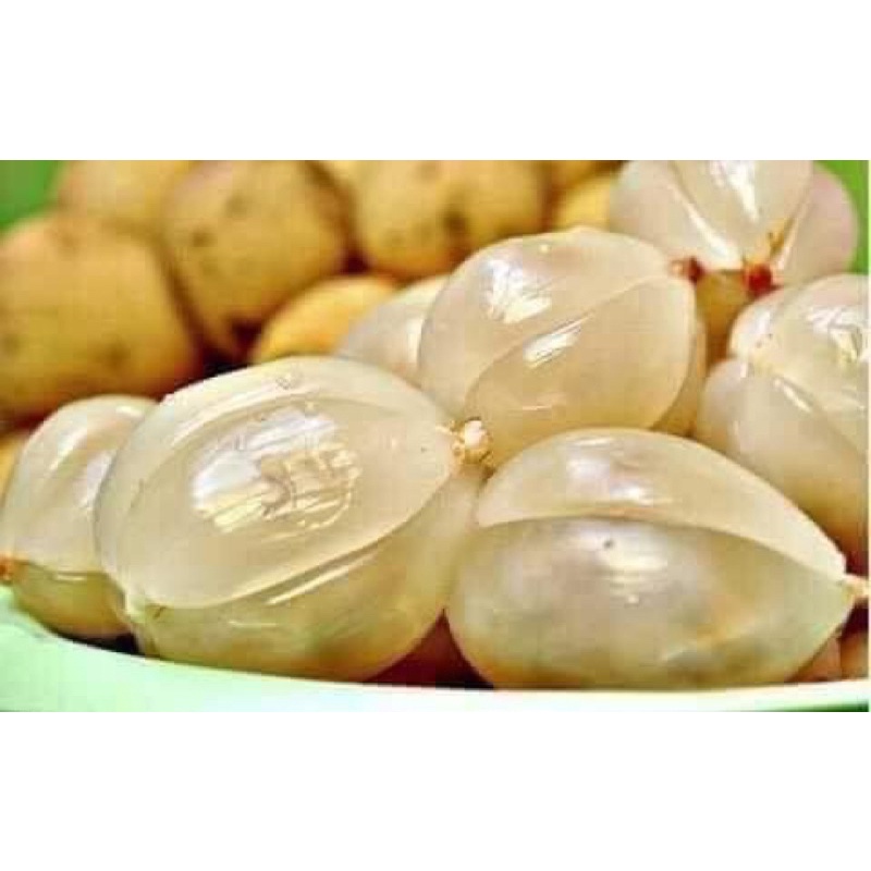 CÂY GIỐNG BÒN BON THÁI- cây cao 50-65cm