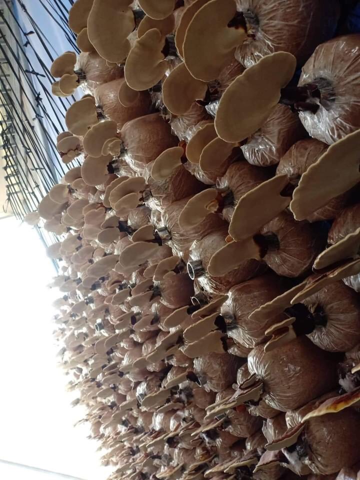 Phôi nấm Linh chi (01 kiện 03 bịch)
