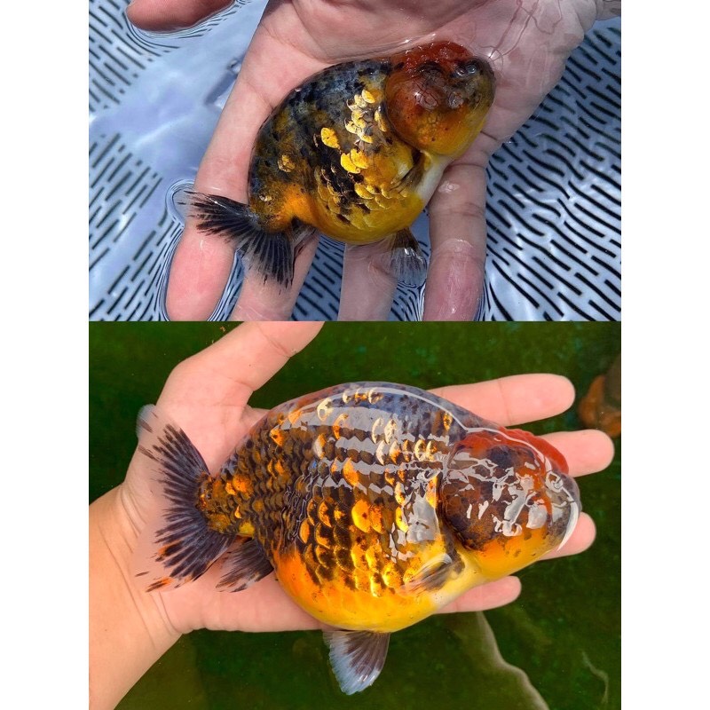 Thức ăn cá vàng (Cám Nhật Phong dành cho cá vàng Goldfish) gói 1kg