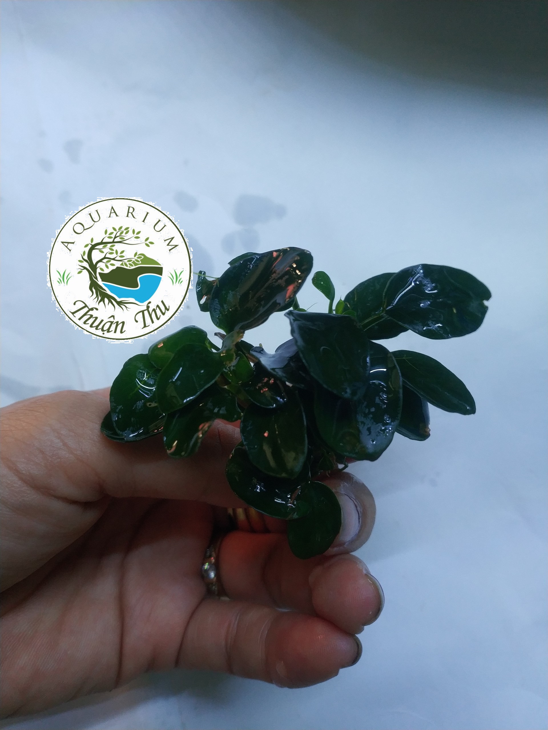 Cây thủy sinh Ráy Nana Petite Nhật (Anubias nana Japan)