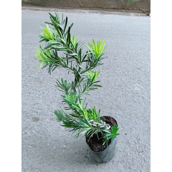Tùng La Hán Bonsai
