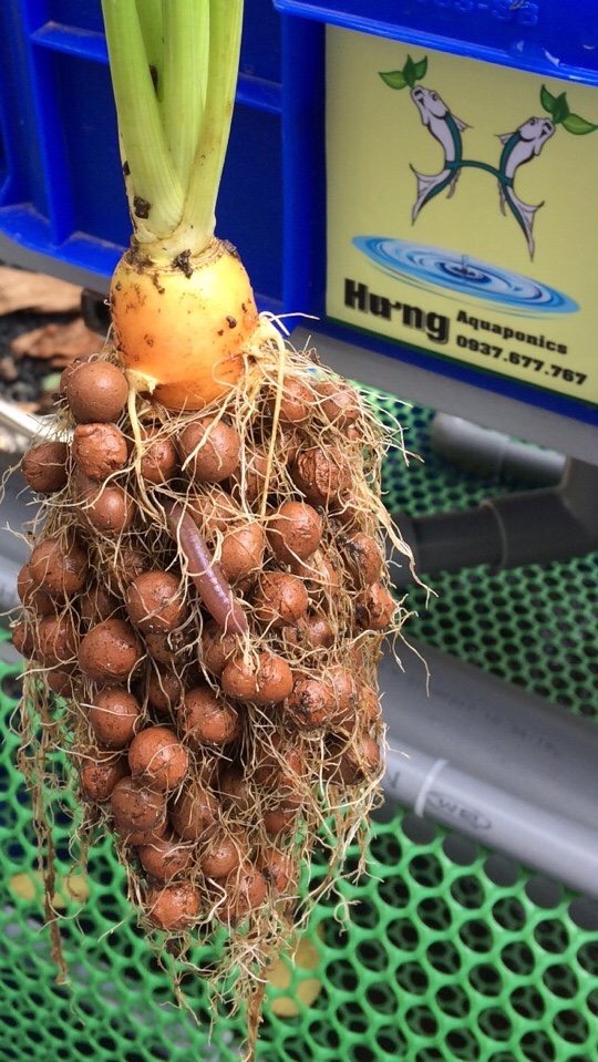Viên đất nung trồng sen đá Thái Lan  Gói 1 lít