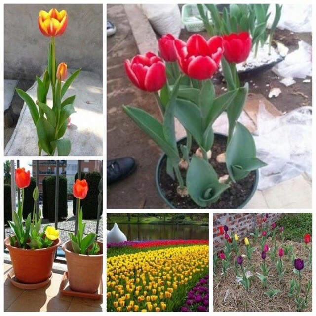 Củ hoa Tulip Hà lan trồng tết. 1Củ