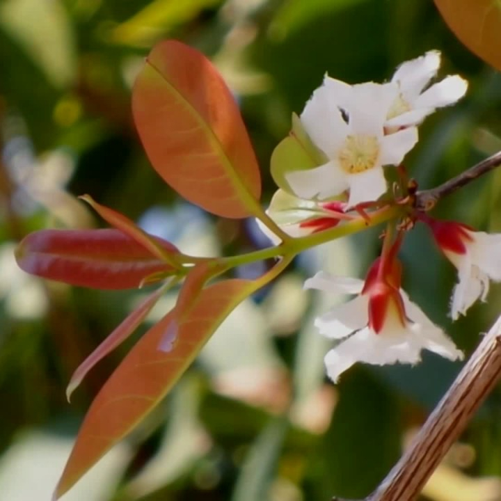 Cây giống thành ngạnh ( đỏ ngọn ) đa công dụng