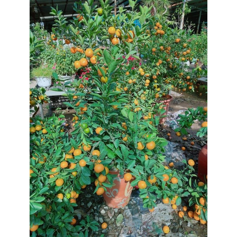 Chậu cây tắc kiểng 1m