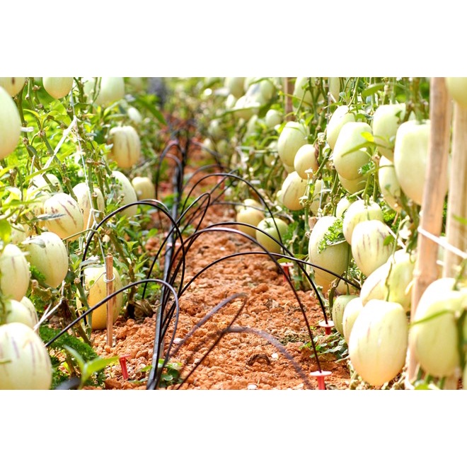 Hạt Giống Dưa Pepino (tặng kèm phân bón)