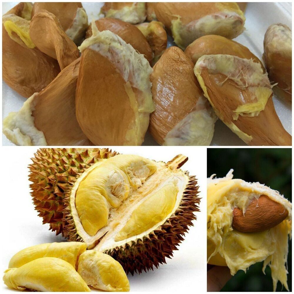 Pure Organic Ceylon Durian Seed Durio Zibethinus Germinates In Sri 