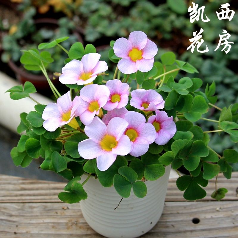 củ hoa oxalis dòng purpurea