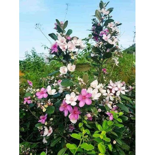 CÂY GIỐNG hoa sim rừng