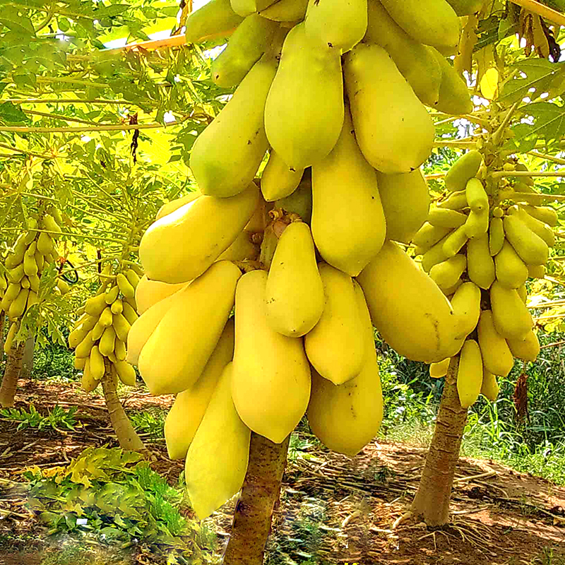 Hạt giống đu đủ da vàng ( Gói 5 hạt)