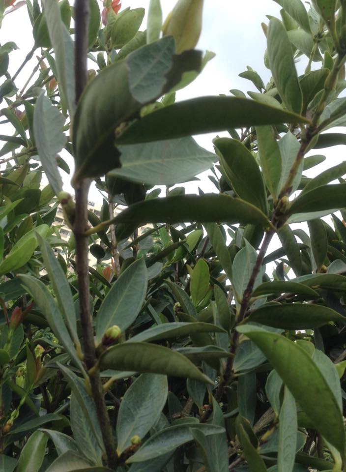 CÂY GIỐNG CHERRY NAM MỸ (CHERRY NHIỆT ĐỚI BRAZIL)