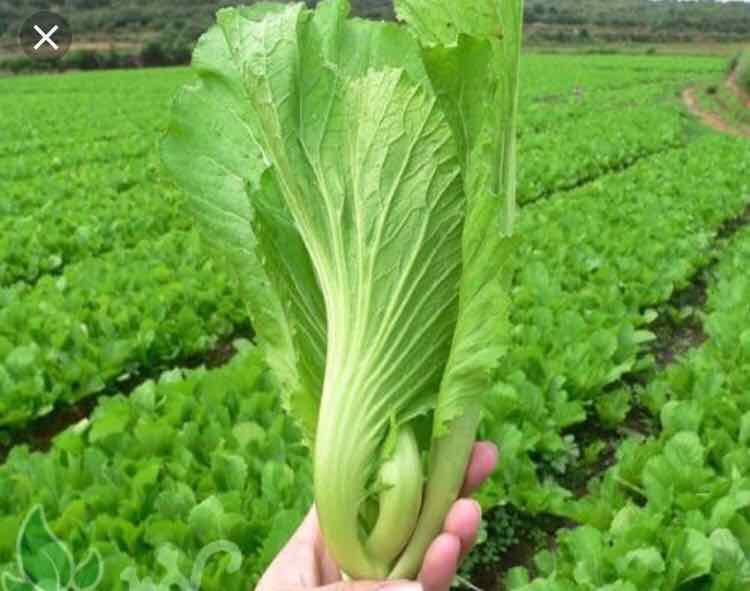 Hạt giống cải bẹ dưa (tòa xại) - gói 10 gram