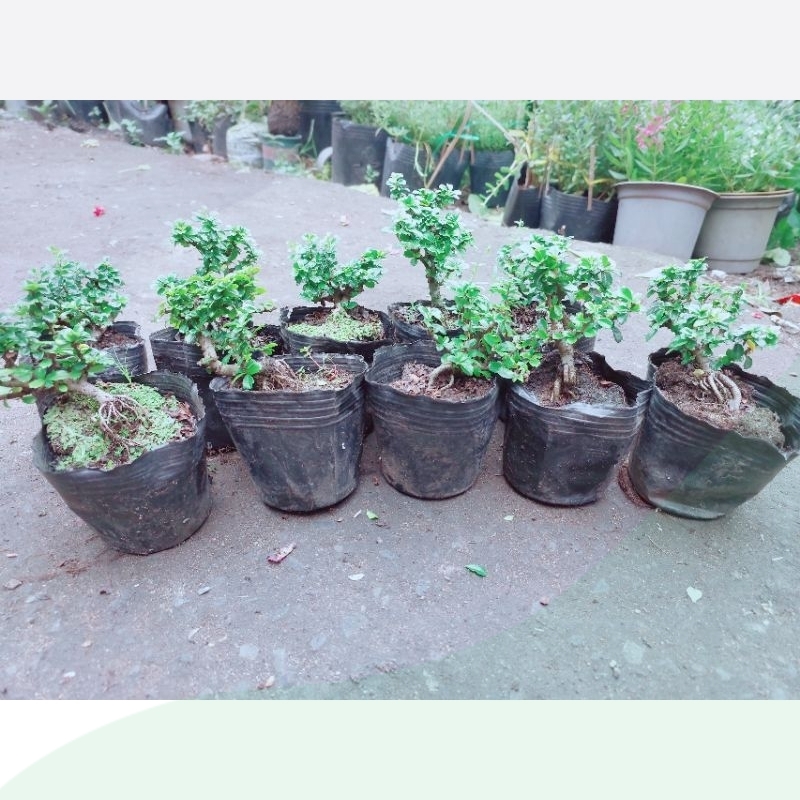 Cây Sam Hương Bonsai Mini