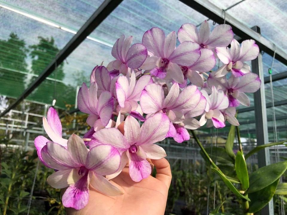 Denro giáng xưa mặt hoa lạ đang nụ tết 2024
