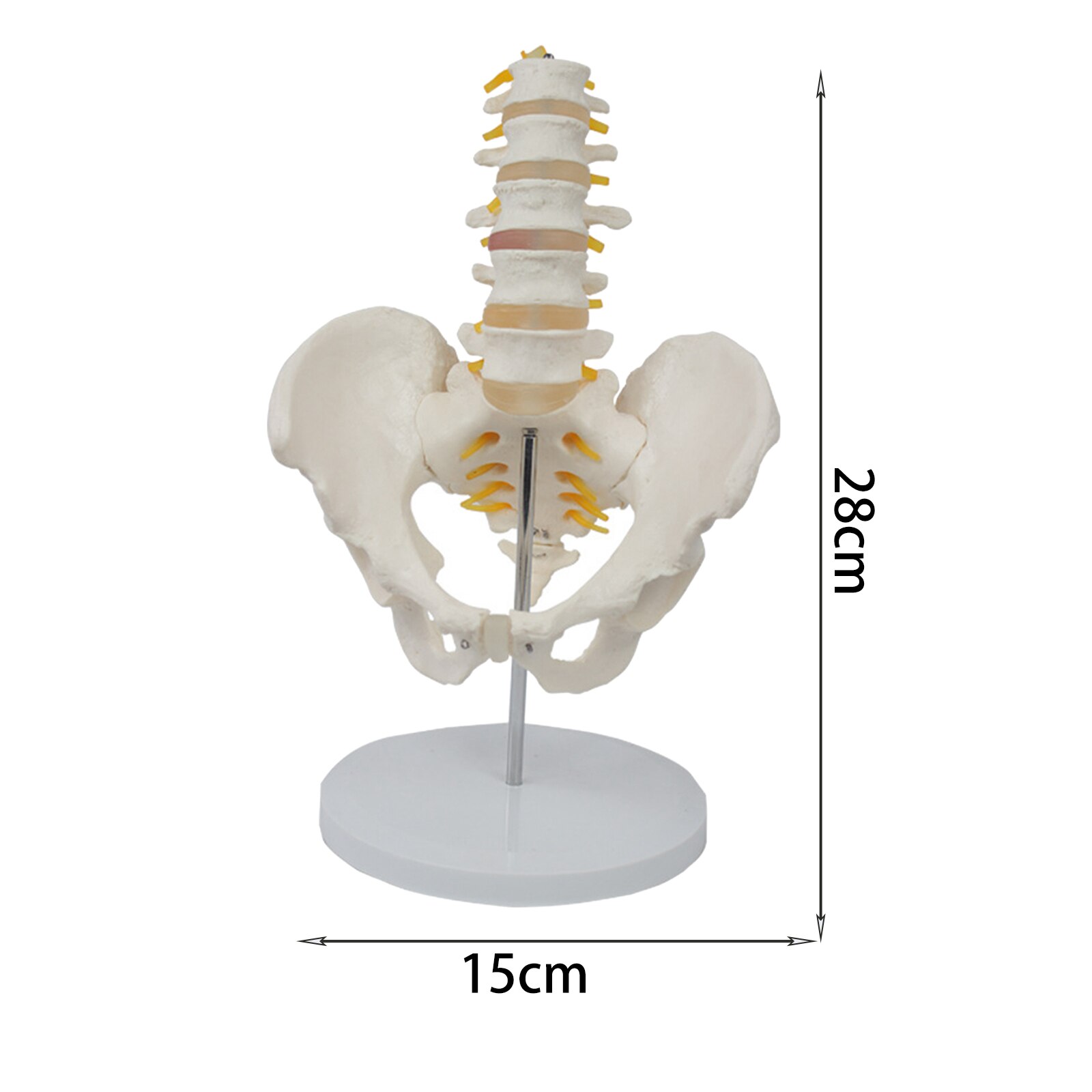 1:1 Anatomical Female Pelvis Sacrum Pubis Model Pathological Changes Woman Skeleton Model Kit Lab Supplies School Learning Tool