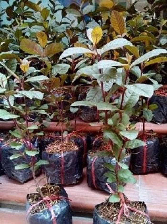 cây giống ổi tím (ổi đỏ malaysia) giống ổi mới nhập khẩu