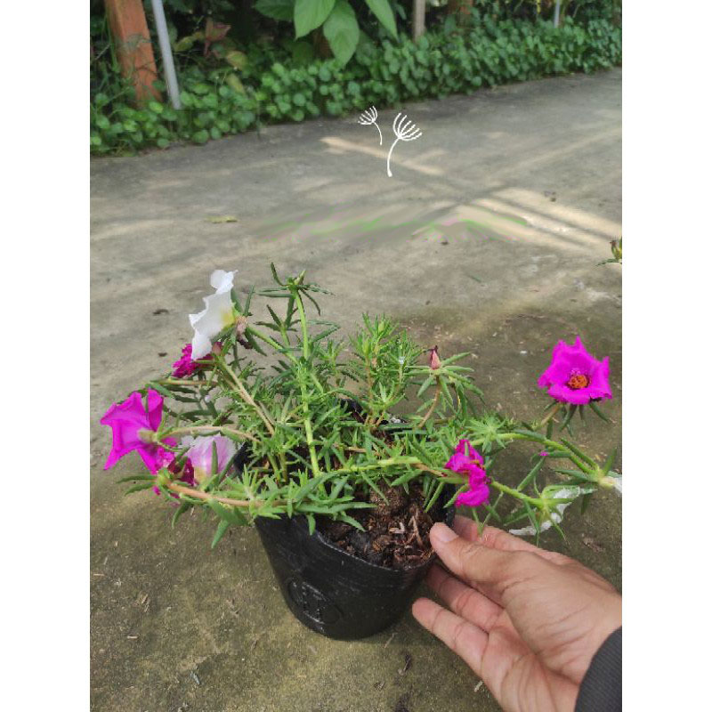 Cây Hoa Mười Giờ Mỹ - cây cảnh sân vườn