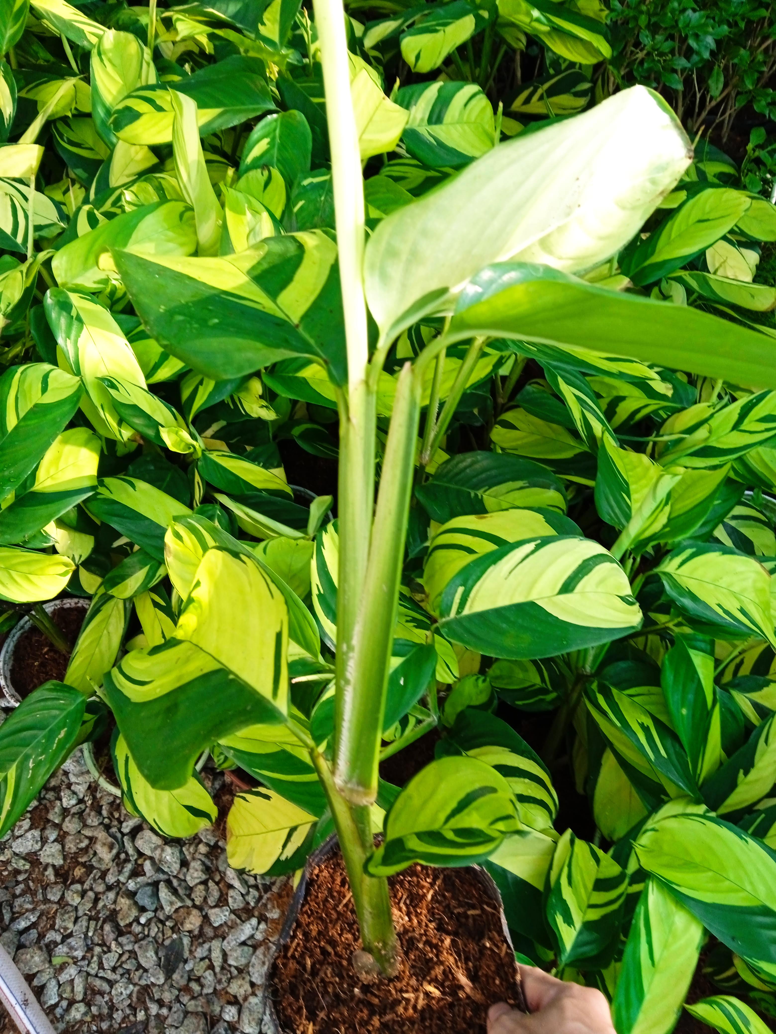 Cây đuôi công vân vàng - Calathea Golden Mosaic
