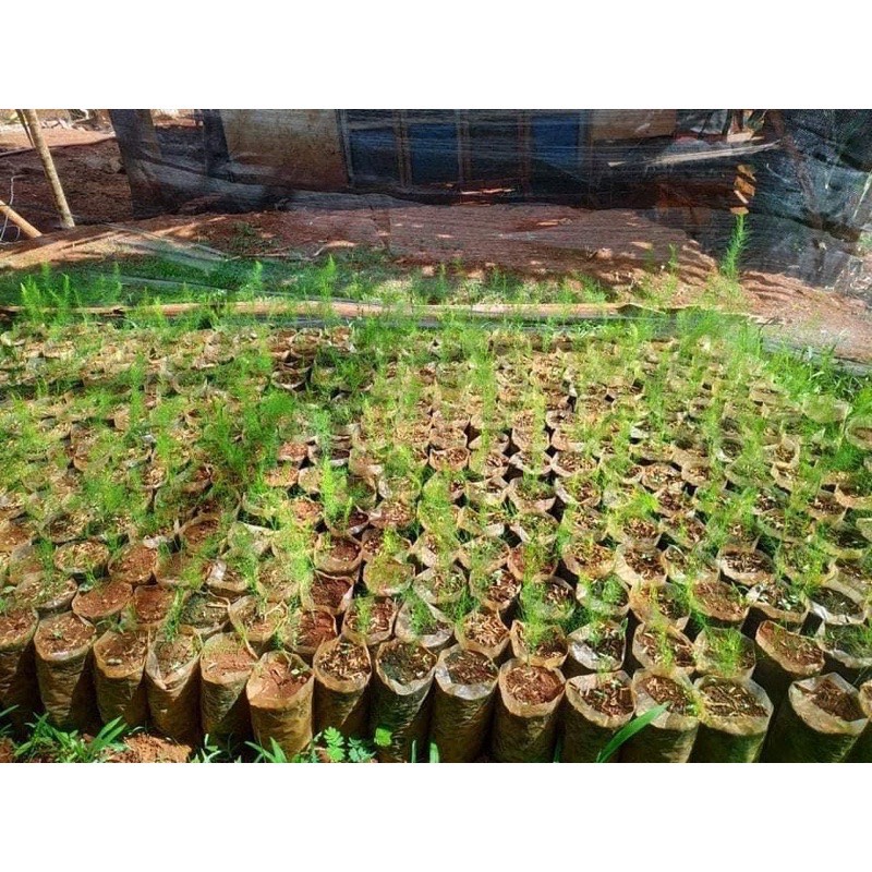 Hạt Giống Măng Tây Xanh rado 636 (10Hạt )