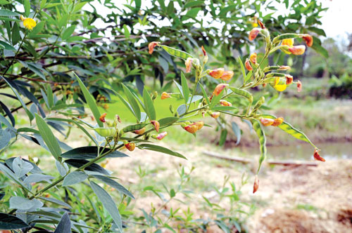 Hạt giống cây đậu săng ( còn được gọi là đậu triều, đậu chiều, mộc đậu, đậu chè )-gói 500gram