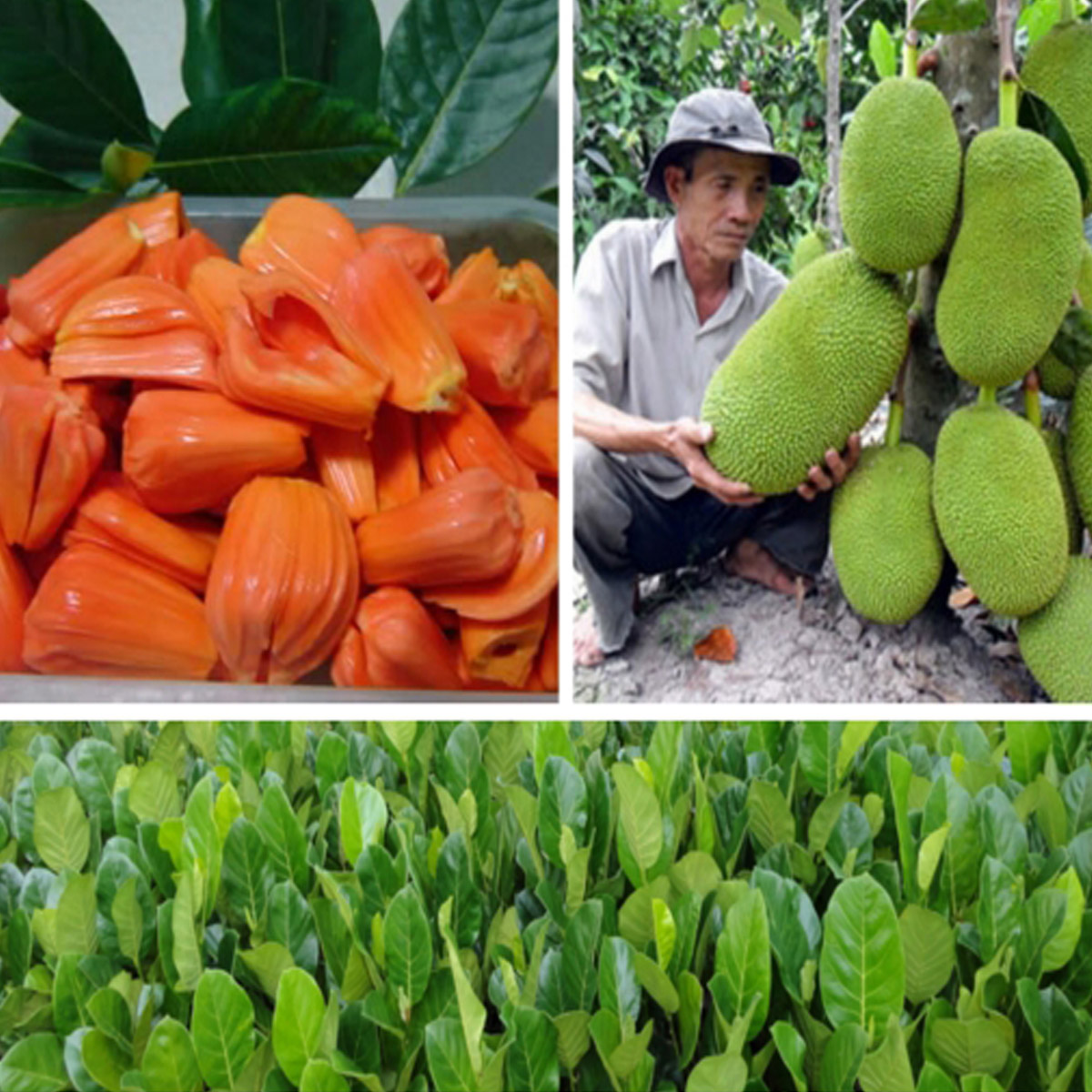 CÂY GIỐNG Mít ruột đỏ sơ đỏ indo nhập khẩu