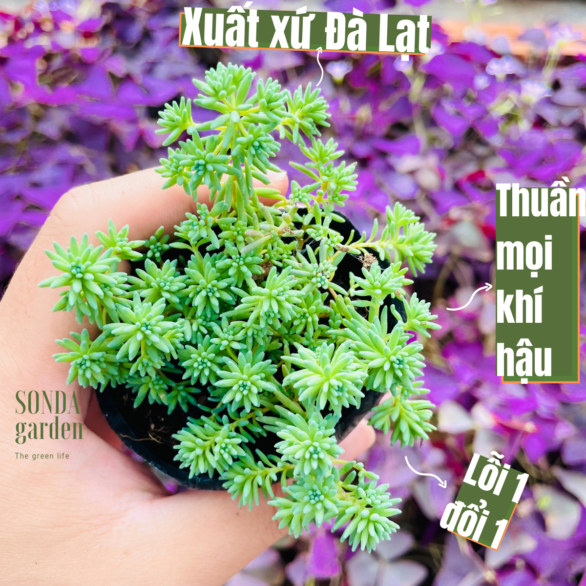 Sen đá sedum cơm size bé siêu khỏe đẹp lỗi 1 đổi 1