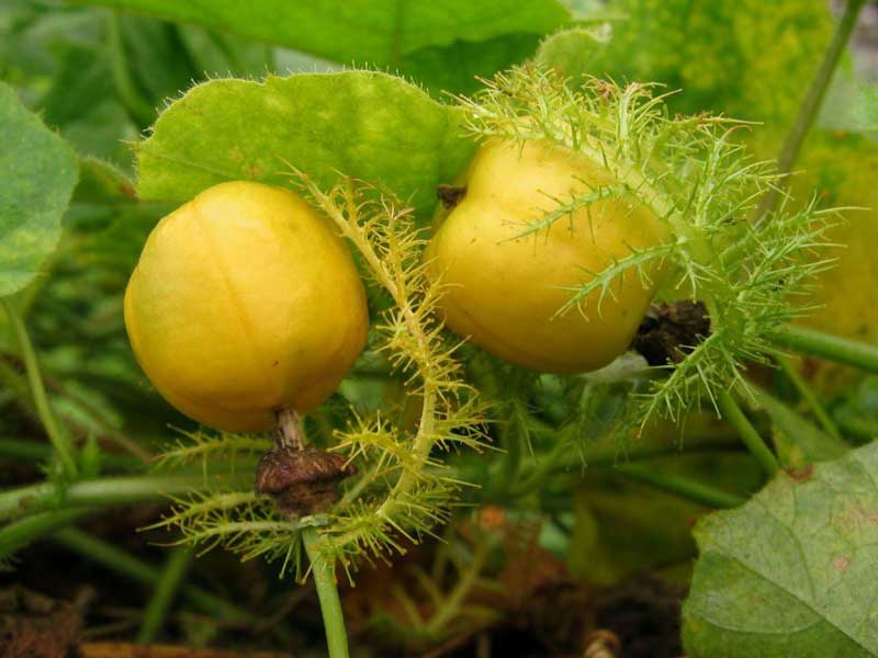 Cây lạc tiên (chùm bao )- cây giống