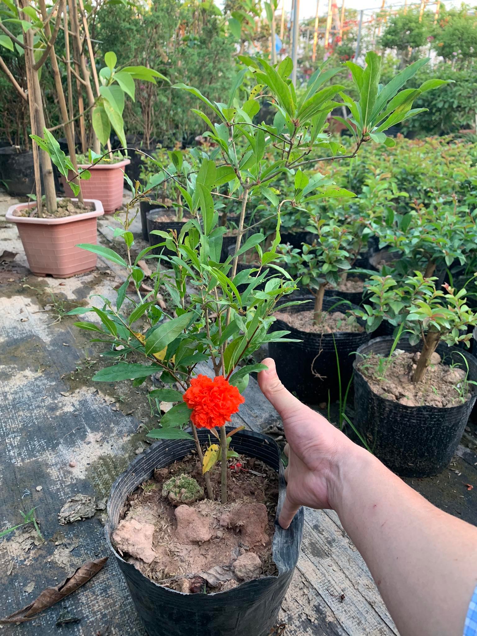 Cây hoa lựu hạnh hay lựu hoa (ảnh thật)