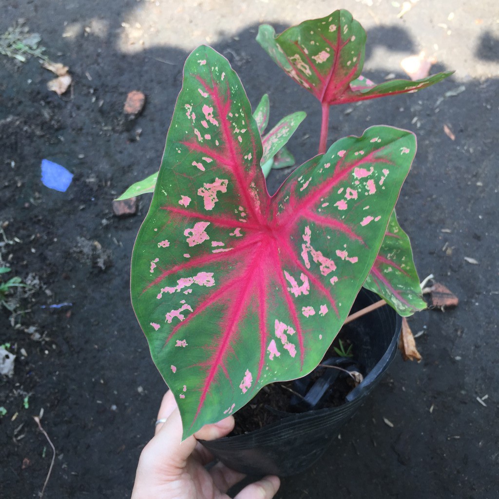 Củ môn kiểng đủ màu, sống 100%