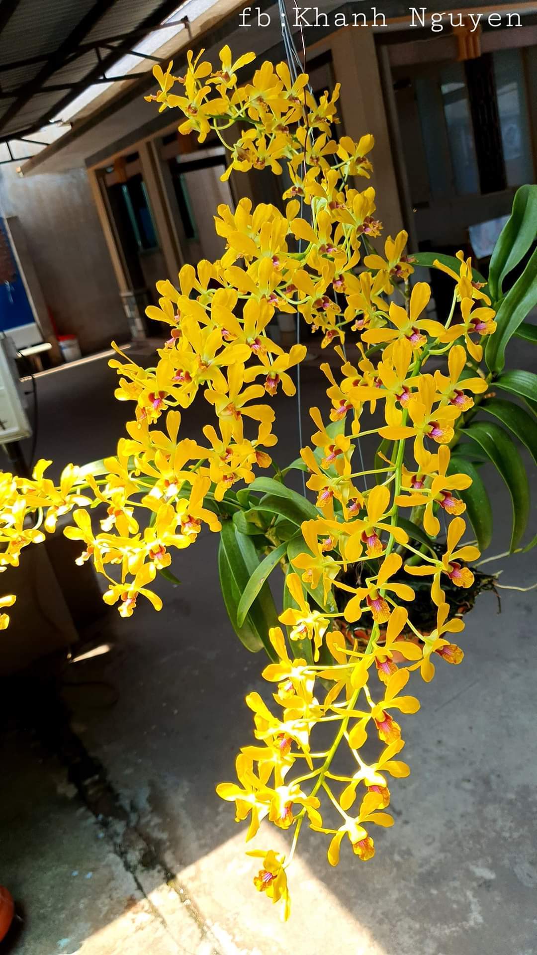 HOA LAN NẮNG THƠM PENSUDA XƯA