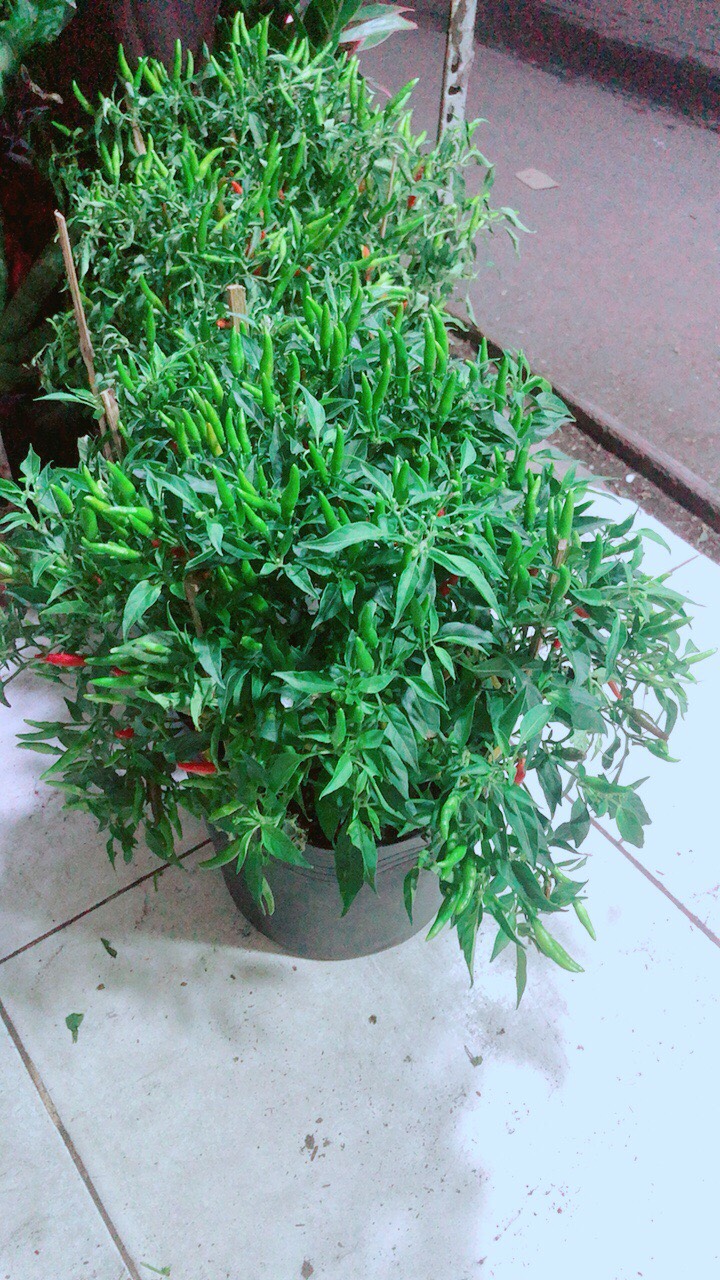 Bụi ớt hiểm nhiều trái
