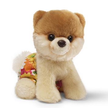 boo the dog teddy