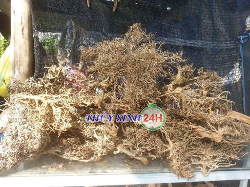 Lũa thuỷ sinh. Lũa xương chùm nhánh