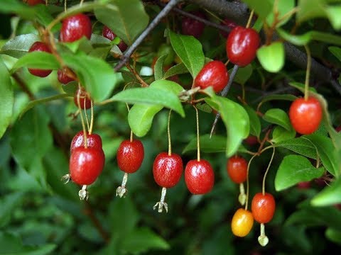 Cây giống Nhót ngọt Mỹ ( giống chuẩn, bầu to, GỐC TO 3 NĂM).